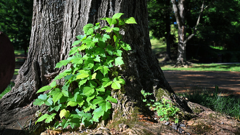 The kitchen staple that'll help get rid of pesky poison ivy in your yard