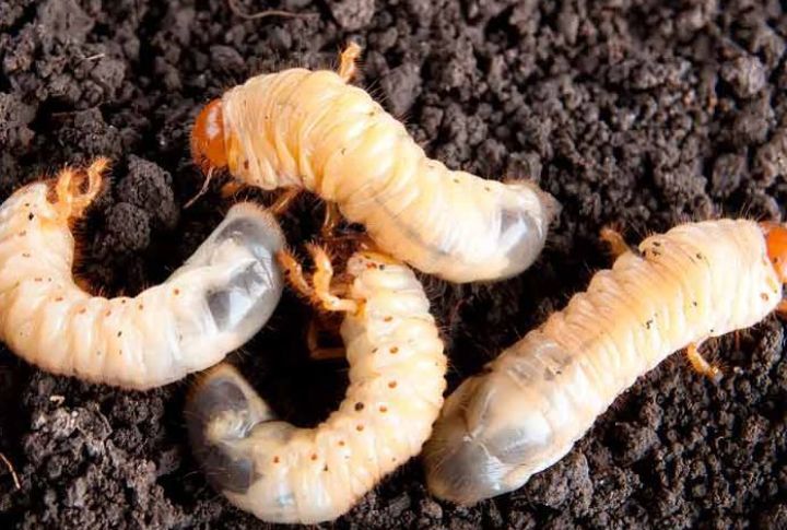 15 pests that spell trouble for your garden
