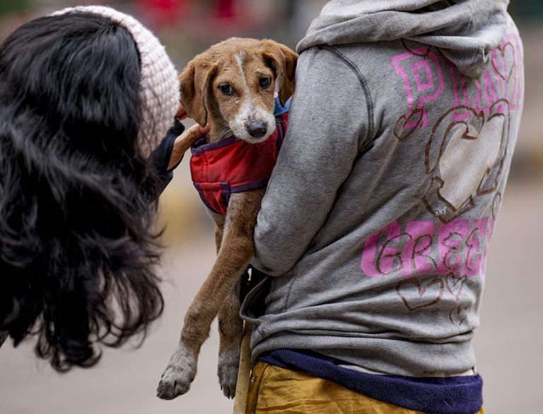 Stray dogs issue: Activists, citizens protest at Delhi's Jantar Mantar ...