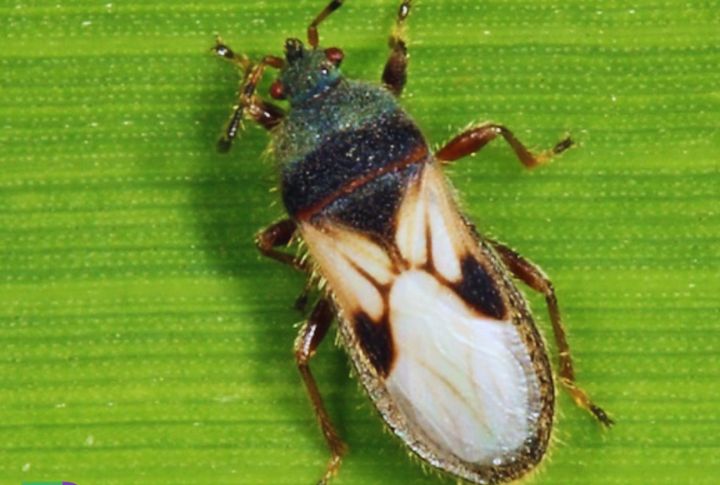 15 pests that spell trouble for your garden