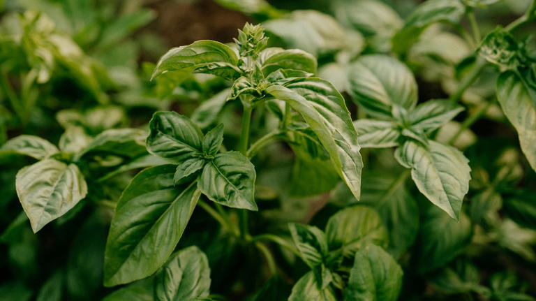 Always keep your potato scraps. Here are the plants that love it