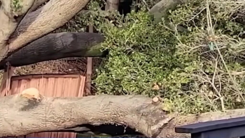 AA1Tw0n5 California Woman Faces Big Bill After Neighbor's Tree Damages Her Home