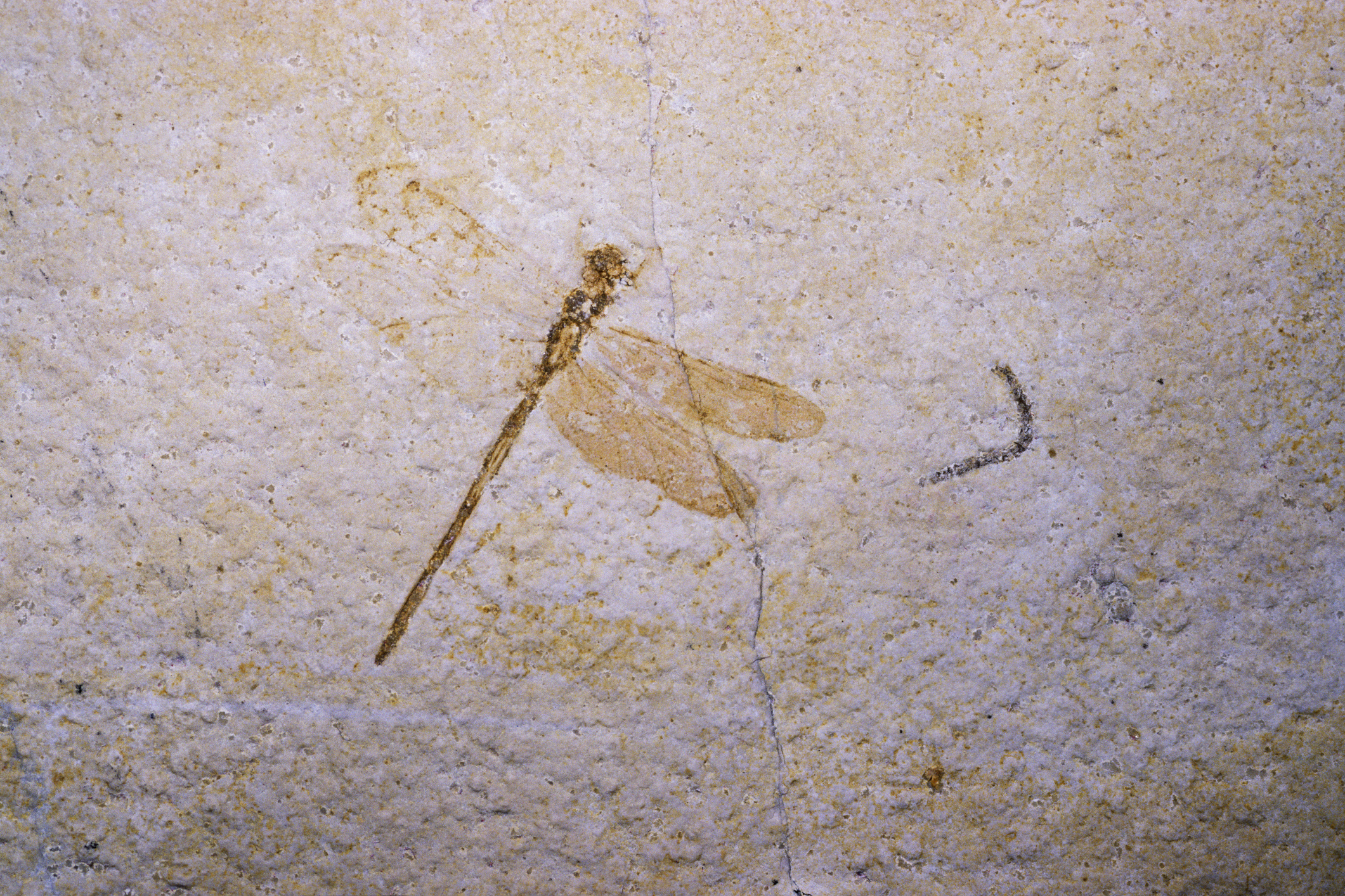 dragonfly fossil in rock