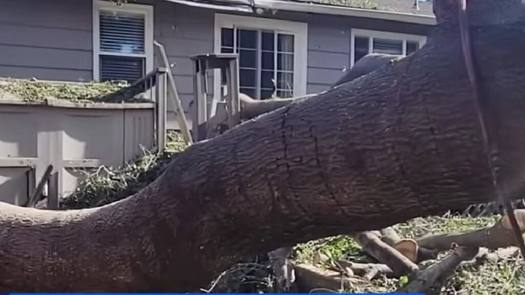 AA1Tw2rq California Woman Faces Big Bill After Neighbor's Tree Damages Her Home