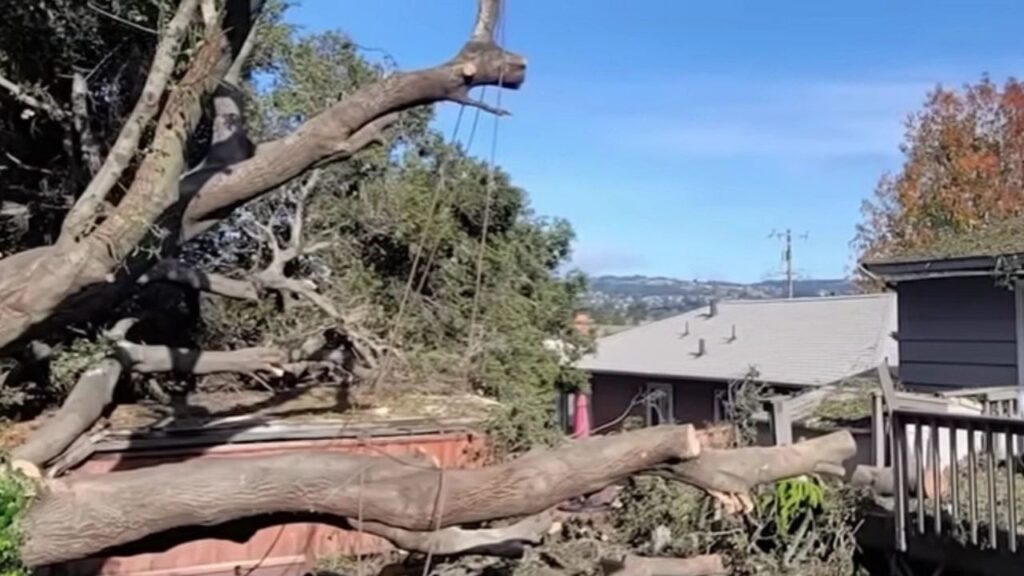AA1Tw5zV California Woman Faces Big Bill After Neighbor's Tree Damages Her Home