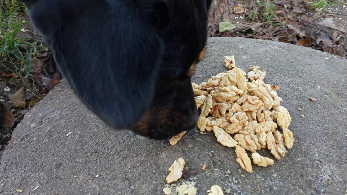 Cresci Un Giardino | 94Q NO FRUTTA | Heckles | Consegna Pi&ugrave;