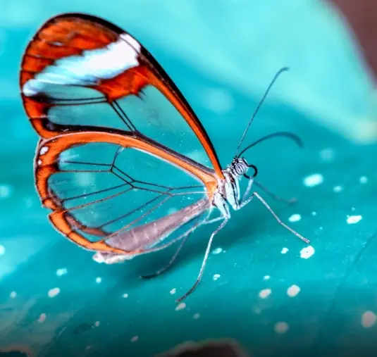 Asas que parecem telas: borboletas impressionam como arte viva da natureza