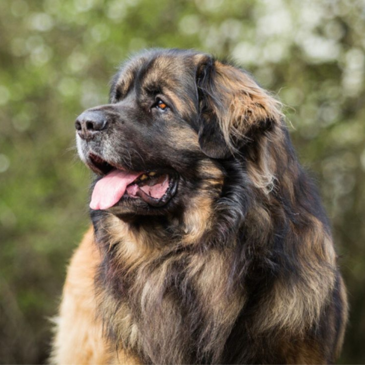 When your dog is angry with you, he usually shows these 10 signs