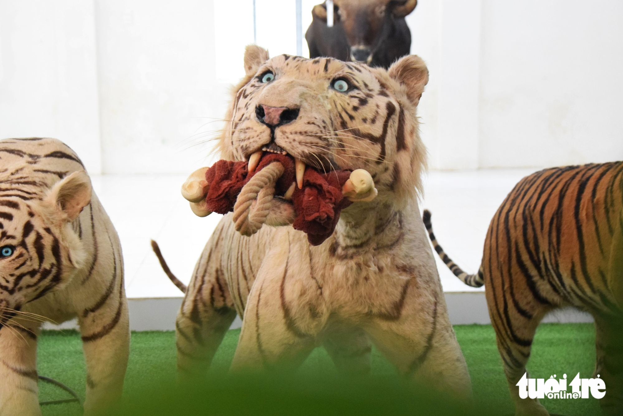 Ngắm tiêu bản nhớ hổ trắng Ngộ Không ở Thảo cầm viên Sài Gòn