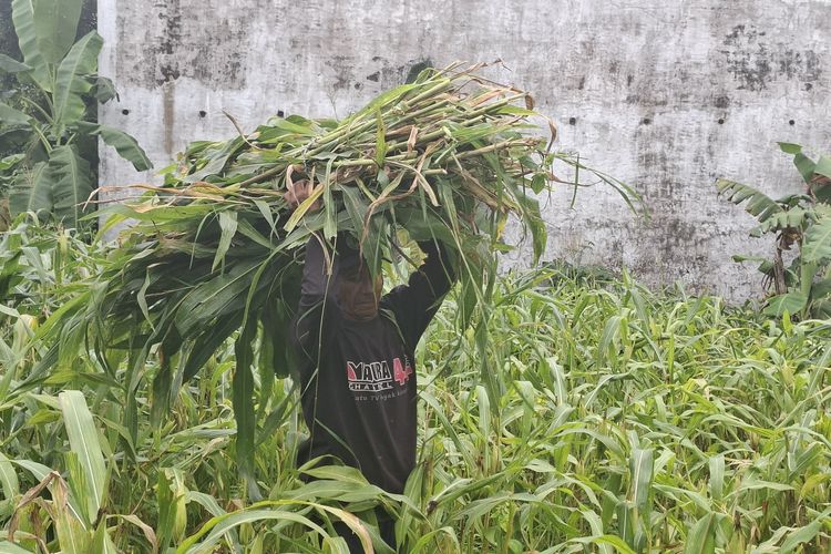 Panas Jagung Habis, Petani Sumenep Kewalahan Menghadapi Monyet