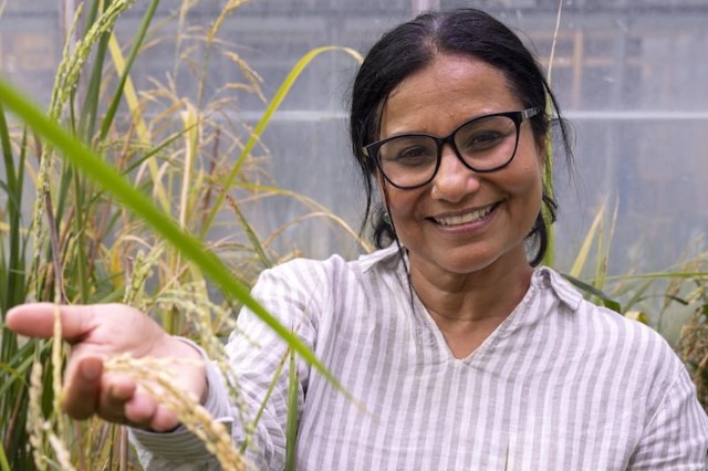 Researchers make incredible discovery inside rice that could change ...