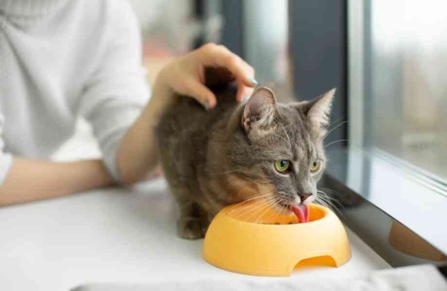 Kapan Waktu Tepat Ganti Pakan Anabul?