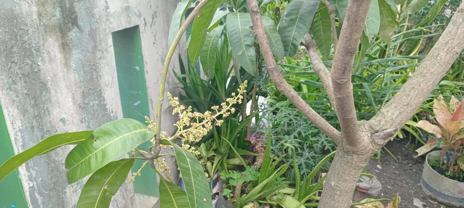 Bibit Mangga Ki Ojay Jumbo yang Manis, Tersedia di Bayongbong Garut