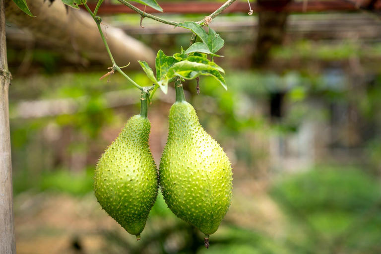 gac-frutto-vietnam