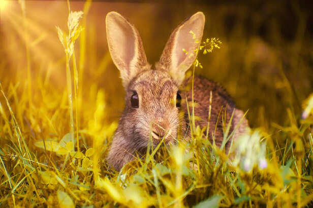 If silence had a heartbeat: Living with a rabbit