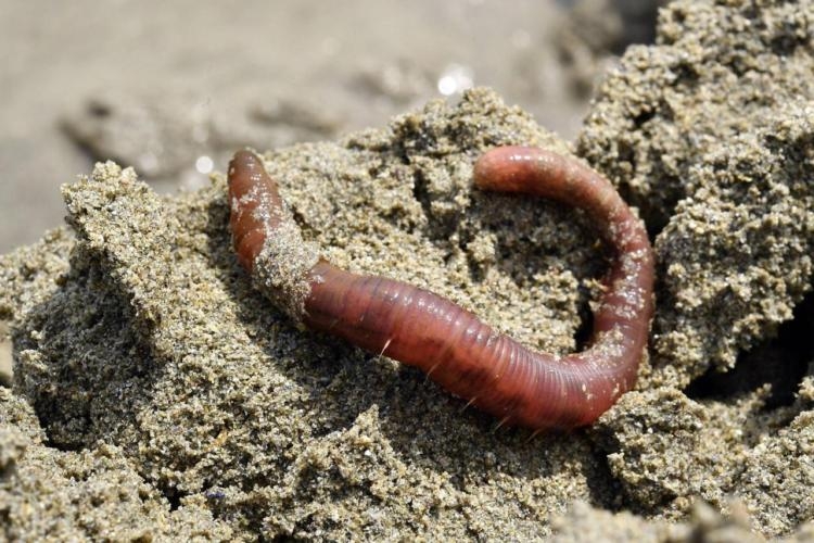 Incendie à Crans-Montana: Technologie Bretonne pour Soigner les Blessés? - technologie news from Ouest-France