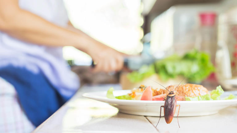 Centipedes in your home are a warning sign — here's how to stop them