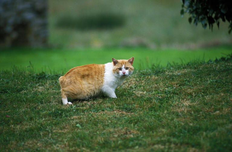 Did any cat breeds develop naturally?