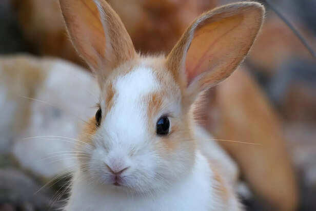 If silence had a heartbeat: Living with a rabbit