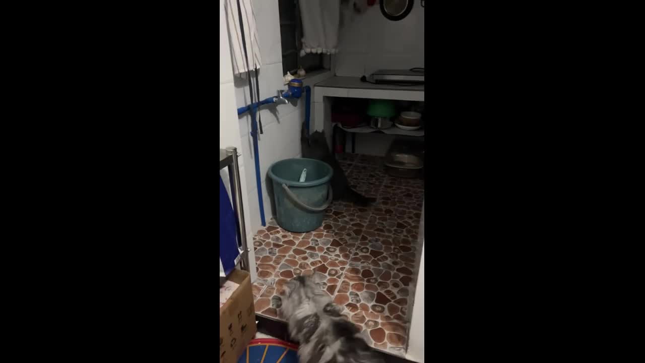 Quick mouse escape outsmarts kitchen cats in Guangdong, China