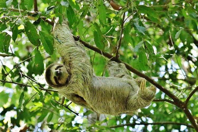 Costa Rica’s cloud forests: Your complete guide to Monteverde and ...