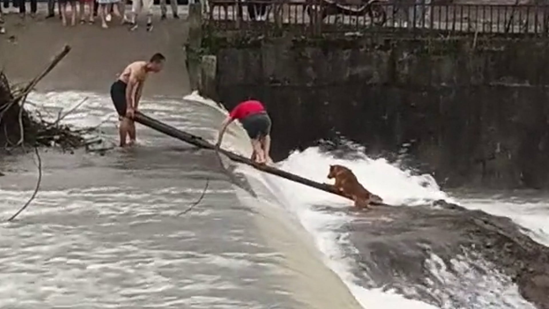 Frightened dog saved from raging river in China