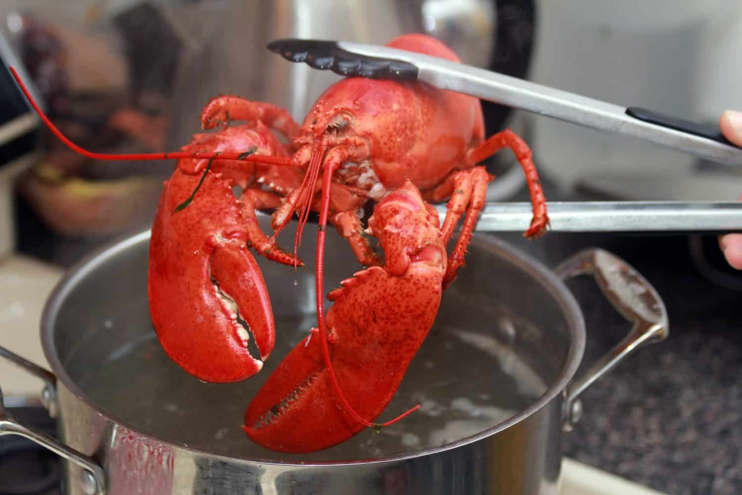 The UK says boiling lobsters alive is no longer acceptable. What ...