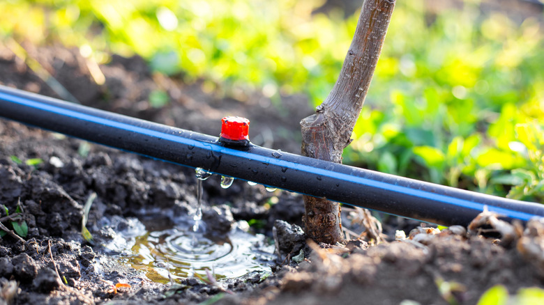 How to DIY a solar-powered irrigation system for a more hydrated garden