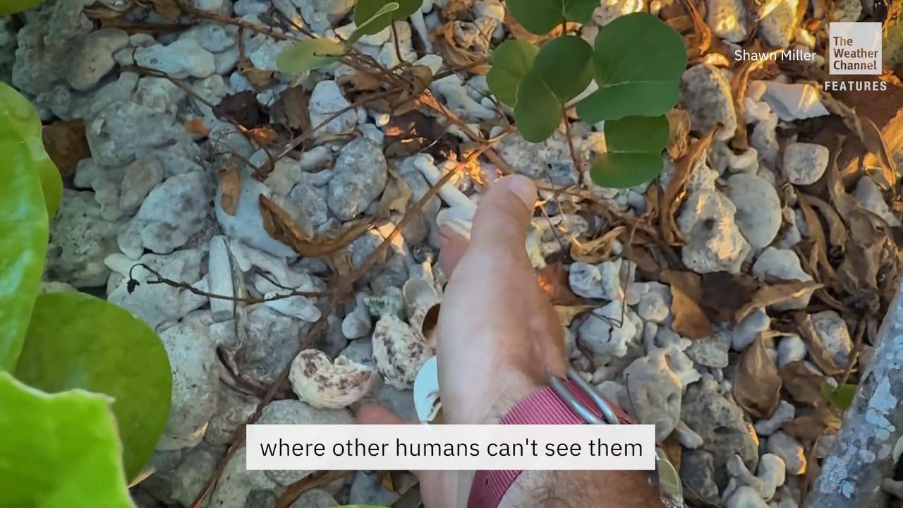 Hermit crab hero: Saving them from making trash their homes