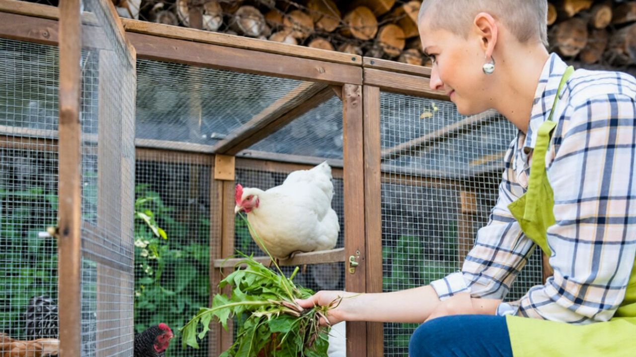 Bird flu headlines are back and backyard chicken owners should tighten ...