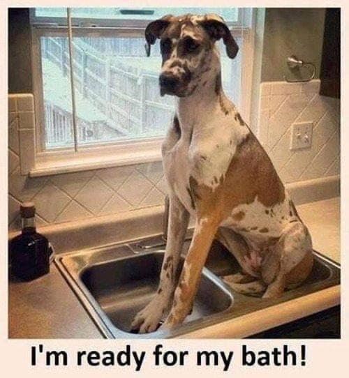 23 playful pup memes for dog lovers who believe every day needs a bit ...