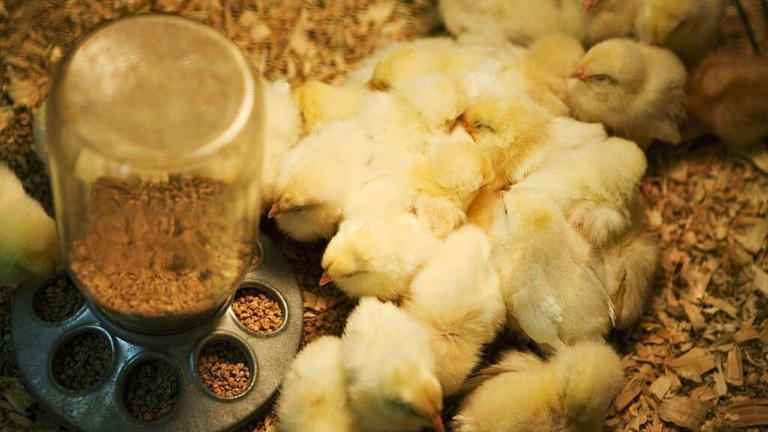 Before spring chicks, the homestead prep step that saves you money and ...