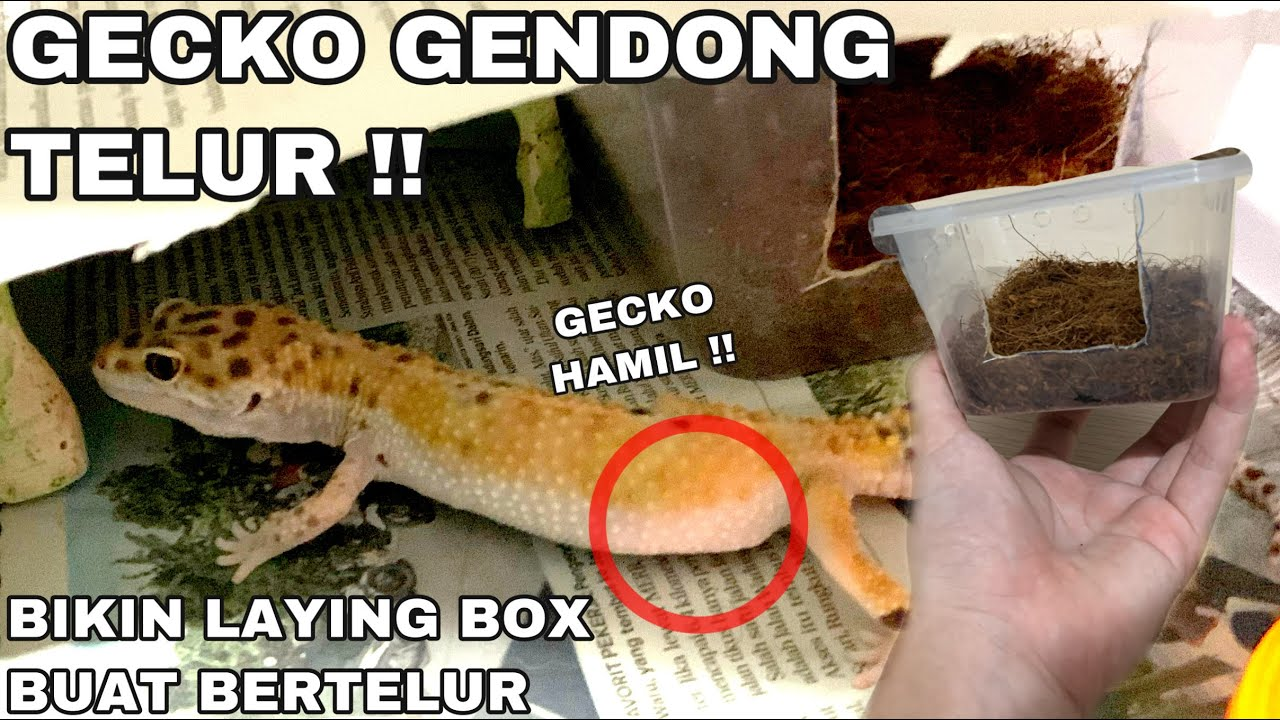 Kotak bertelur gecko macan tutul buatan sendiri: tips untuk bertelur sehat