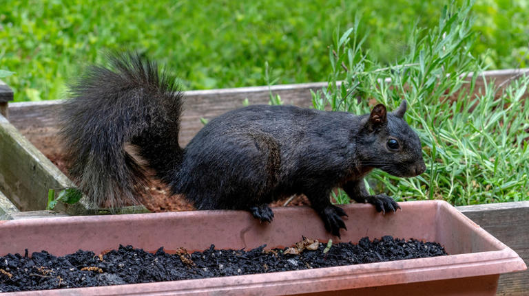 Creative solutions for building a squirrel-proof raised garden bed