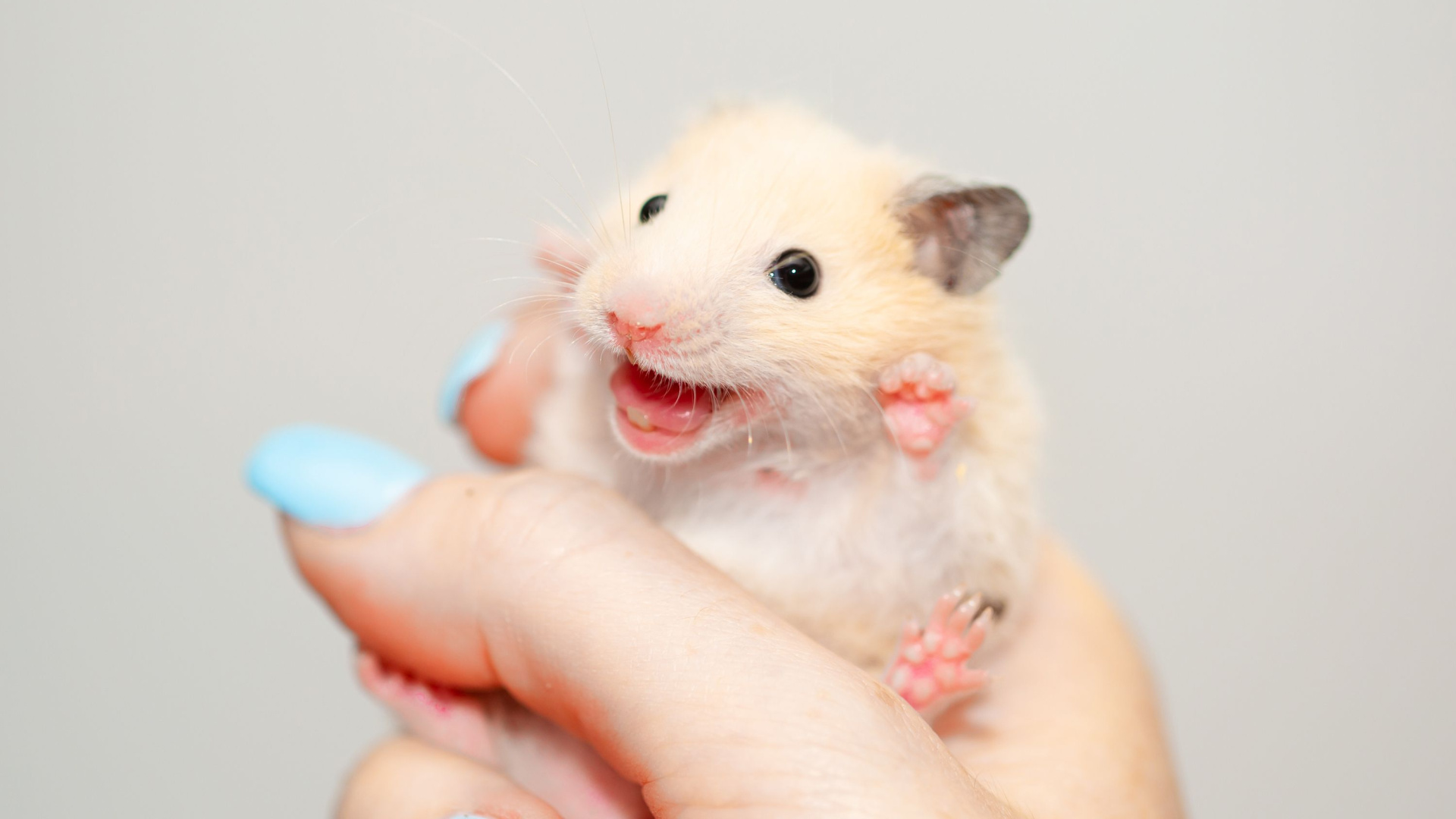 8 tips for proper hamster care