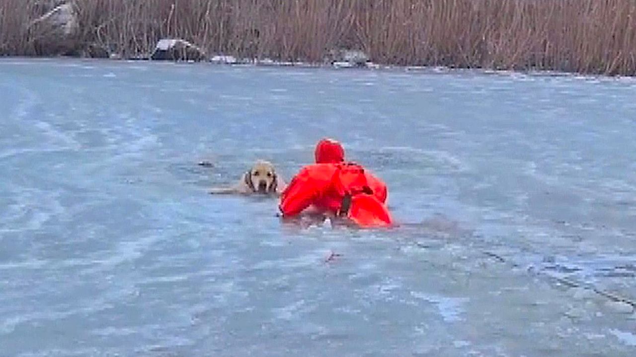 Firefighter crawls across frozen pond to rescue dog that fell through ice