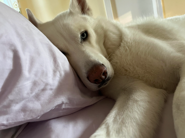 The author's dog Zeus