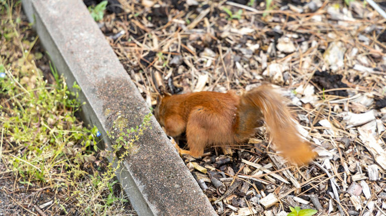 Creative solutions for building a squirrel-proof raised garden bed