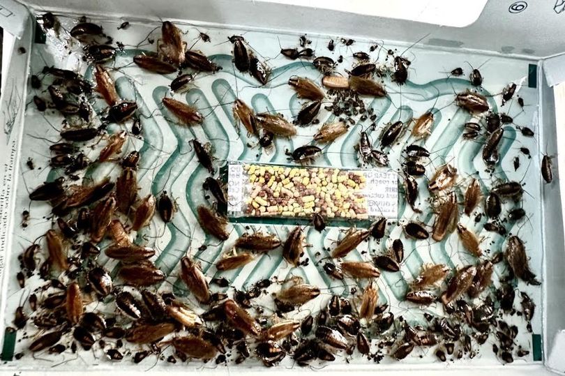 I found cockroaches in my student flat - then I learned I was far from ...