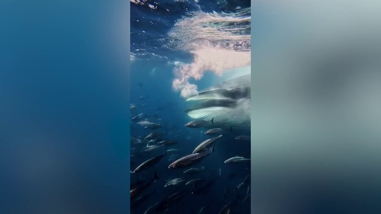 Rare feeding frenzy leaves diving group frozen after whale vanishes<br><br>