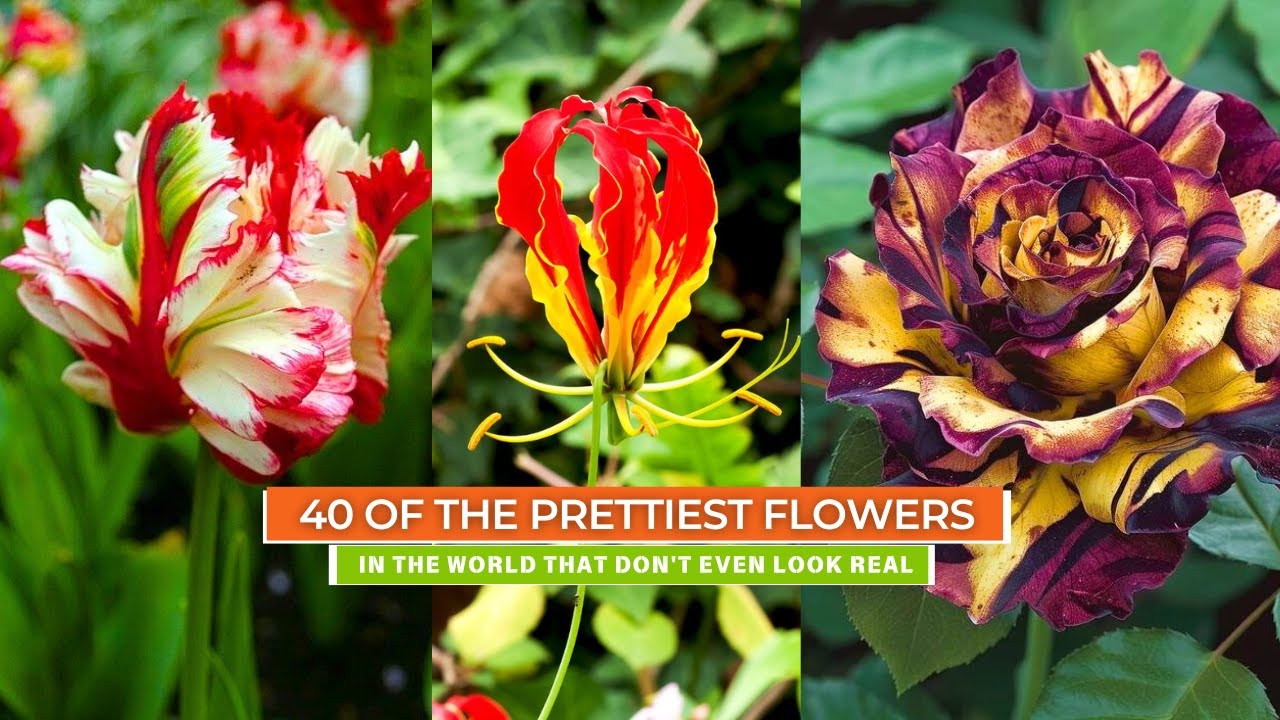 Spotting the 40 most perfect flowers that seem unreal