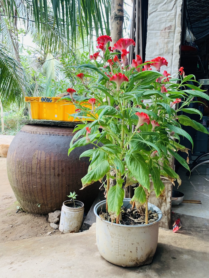 Về nhà trong những giấc mơ xa