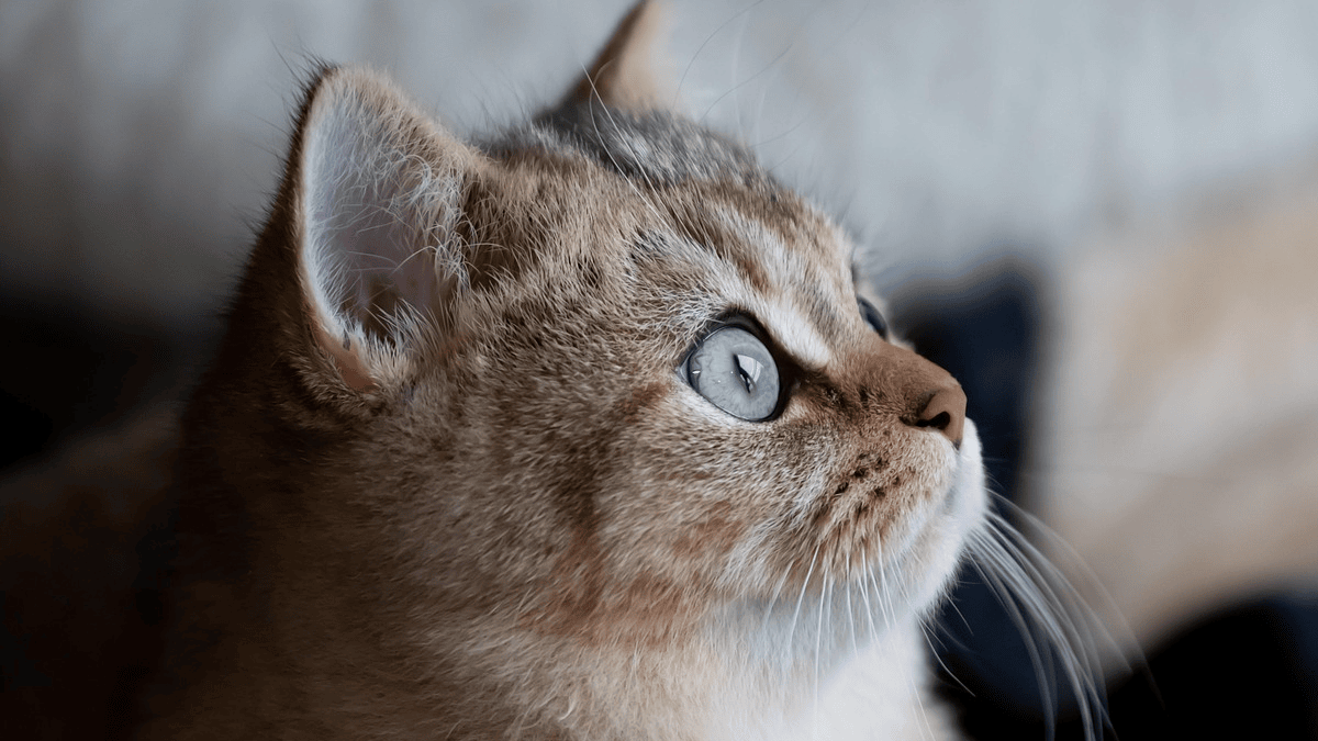 This is how your cat shows that you are not just a human, but part of ...