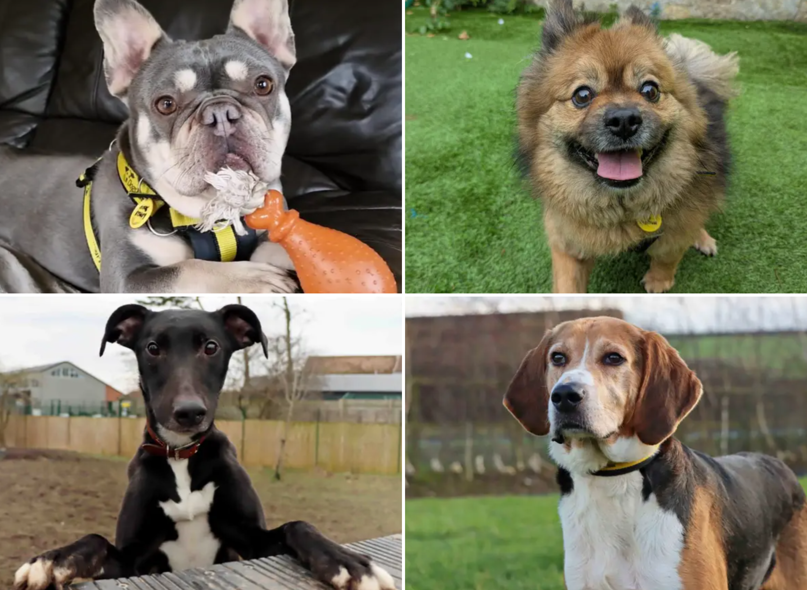 19 adorable Dogs Trust canines looking for their forever homes right ...