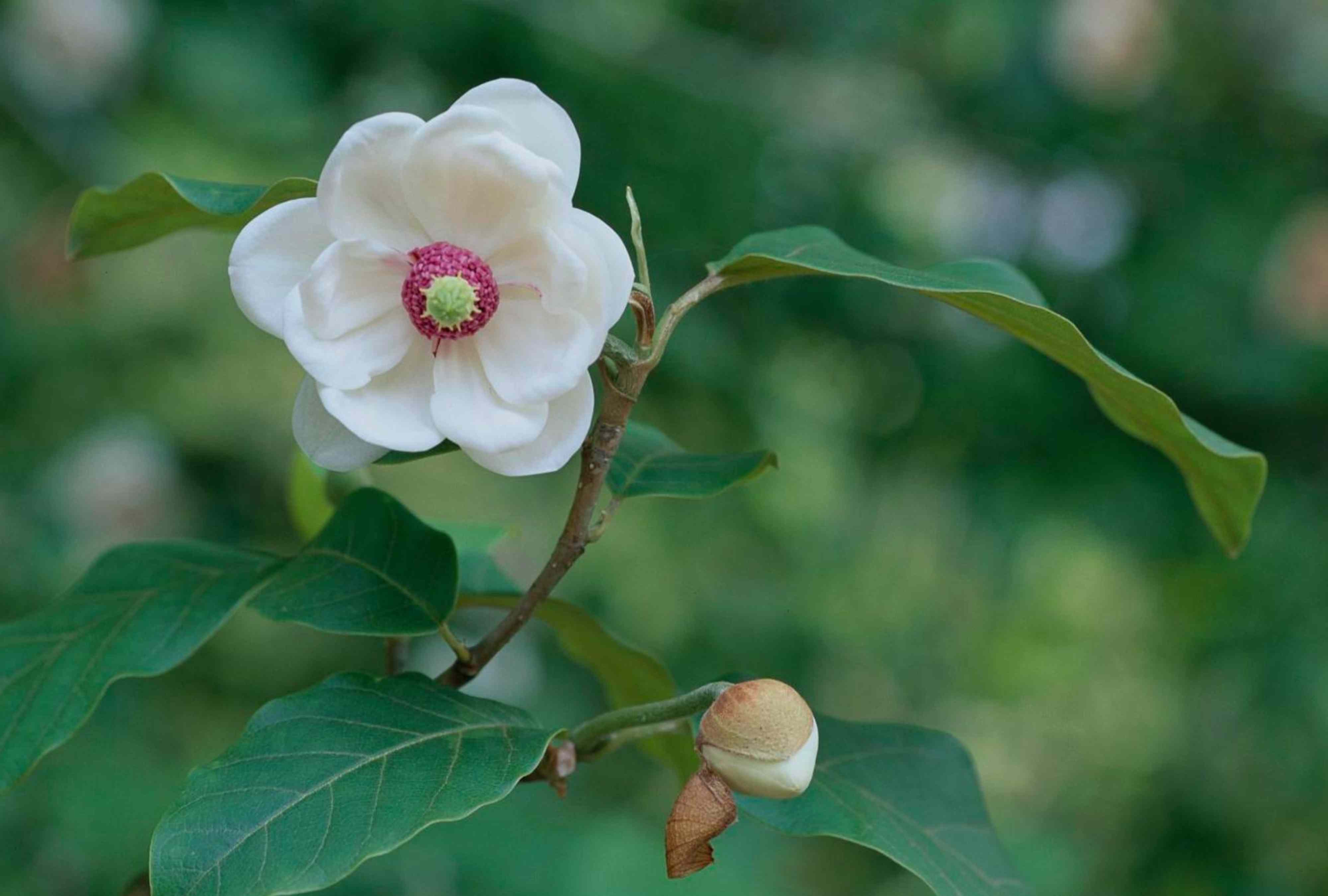 6 winter care tips to help your magnolias bloom spectacularly in spring