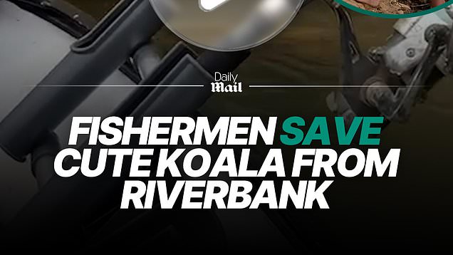 Fishermen rescue stranded koala from riverbank