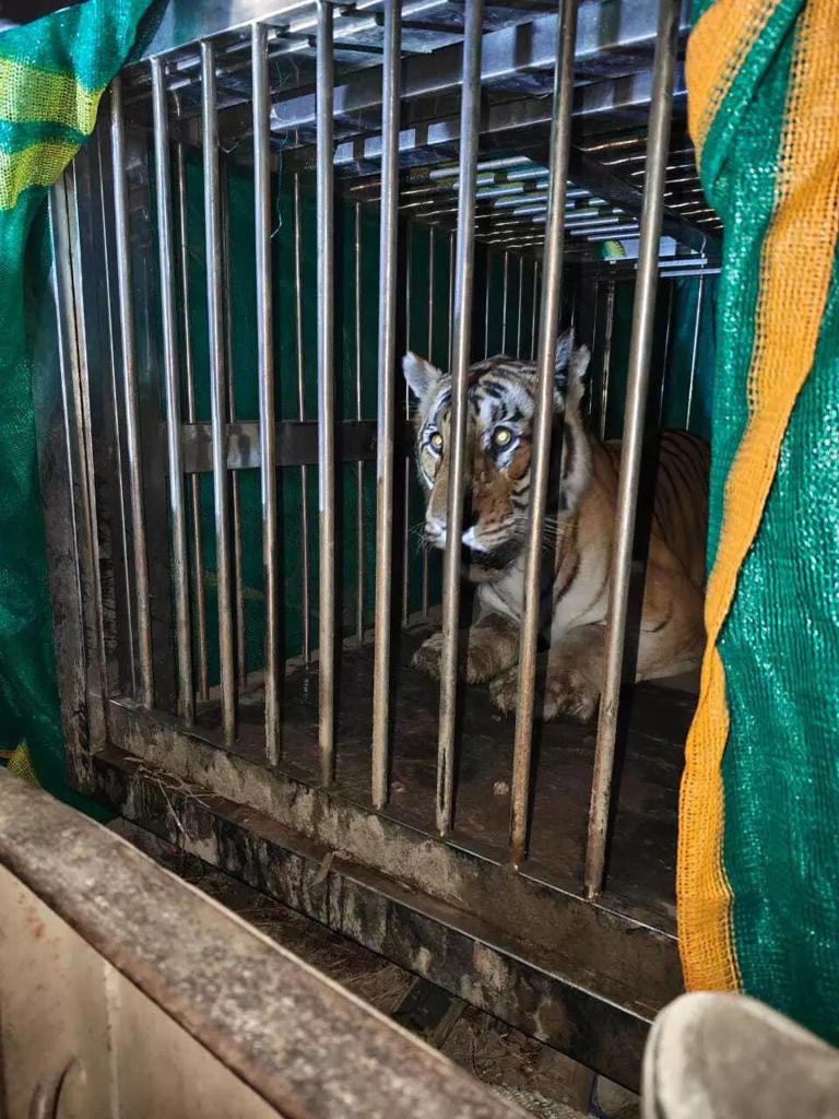 Straying Royal Bengal tiger rescued, sent to Patna zoo