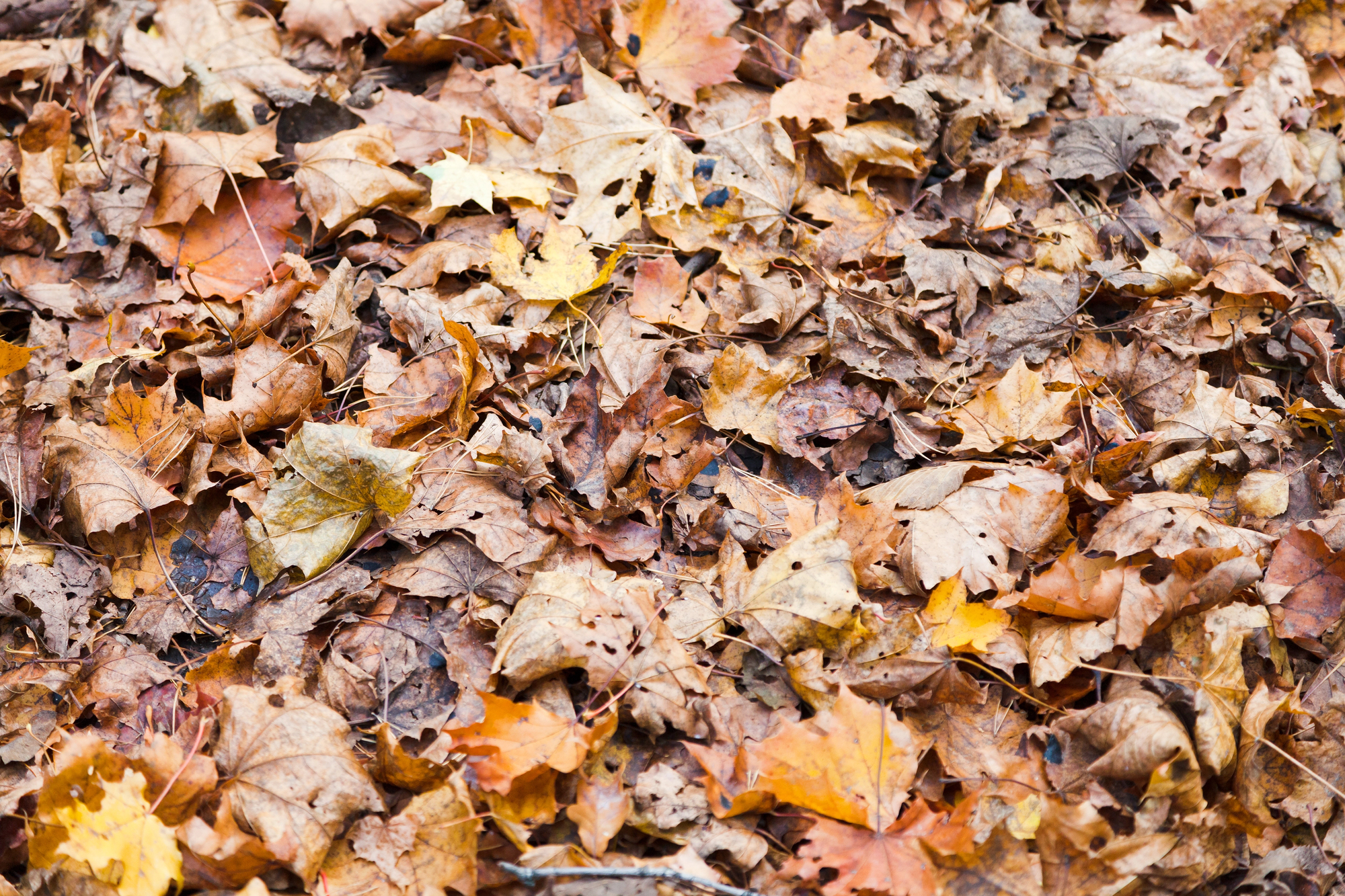 What to check before you buy a leaf blower for clearing autumn leaves ...