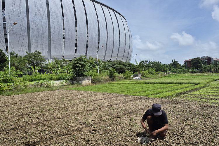 Bertani di samping JIS, petani sayur bergulat dengan tanah asin dan banjir
