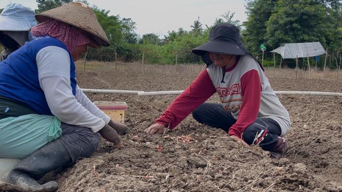 Petani Petobo tingkatkan produksi bawang merah lokal untuk kurangi ketergantungan impor